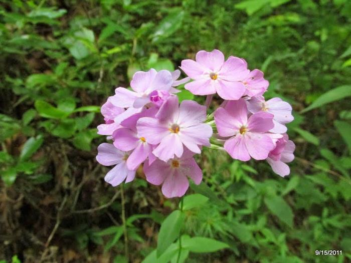 Woodland Phlox
