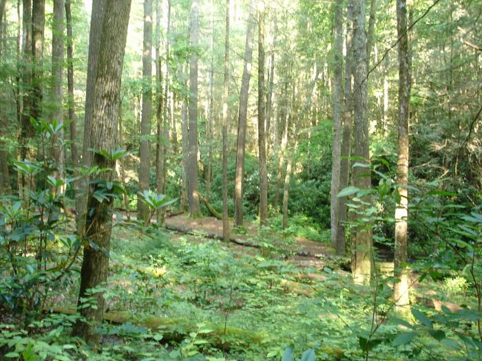 This trail is through a lush hardwood forest.