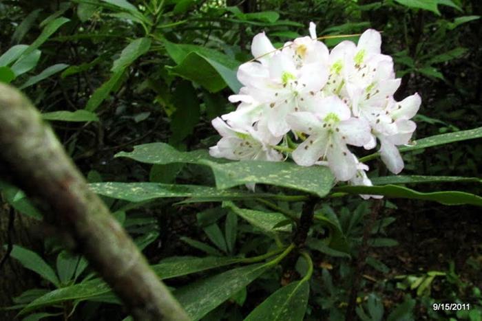 Rosebay Rhododendron