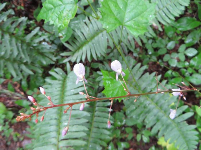 Blooming Beggar Lice