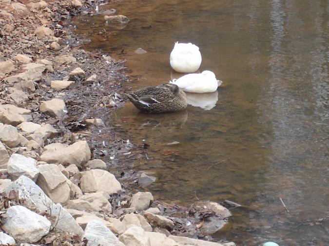 The ducks are trying to keep warm!