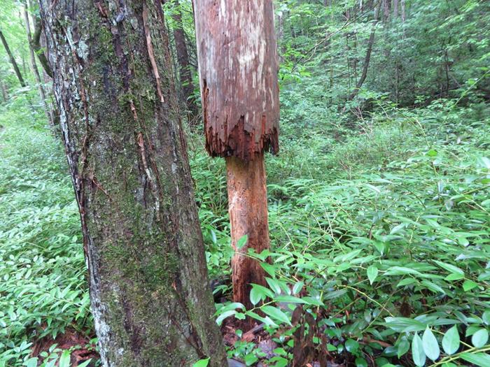 Rotted tree with a solid core!