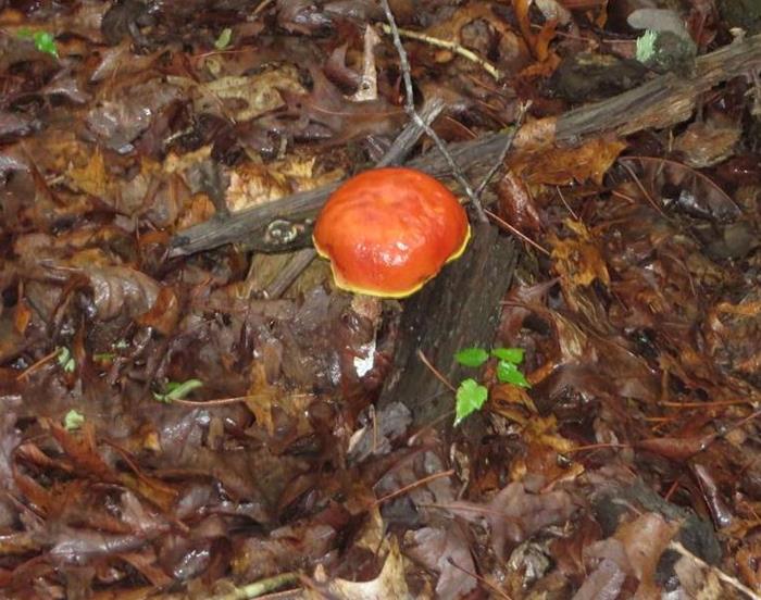 Lots of colorful mushrooms today!
