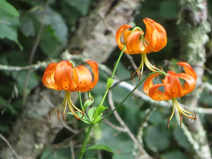 We saw several groups of Turk's Cap Lilies.