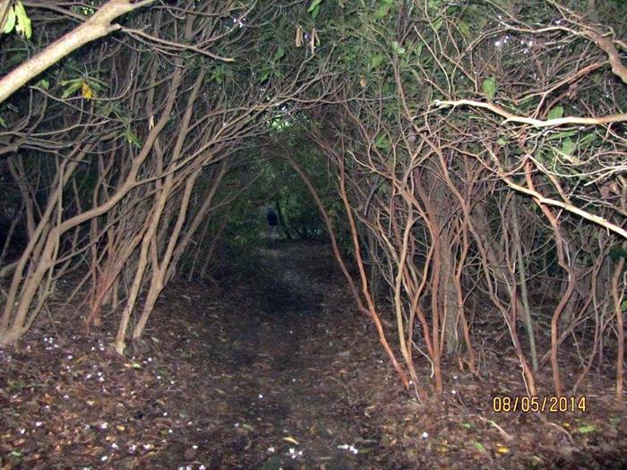 The trail has several dense Rhododendron tunnels.