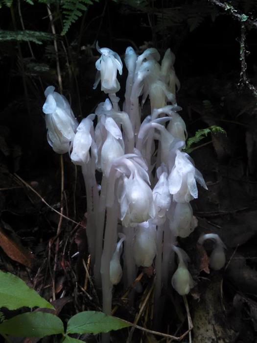 Indian Pipes enjoy a moist forest floor.
