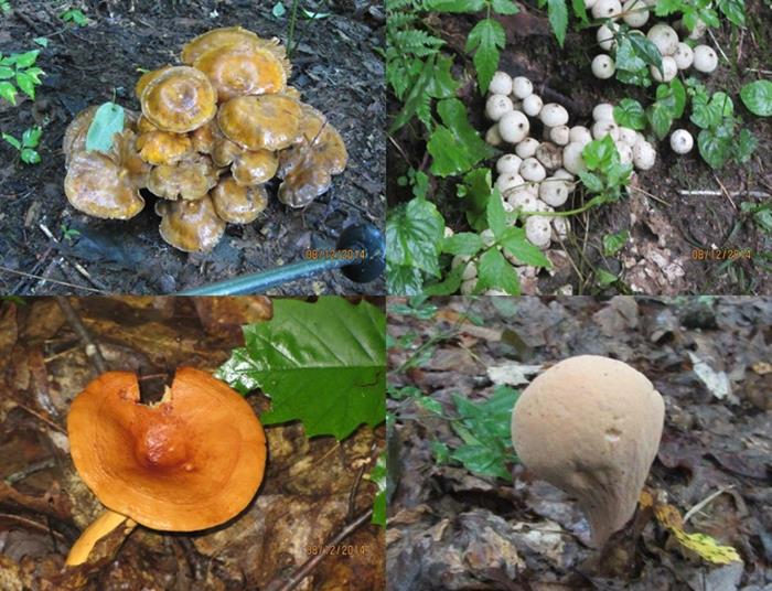 A great day for mushrooms.