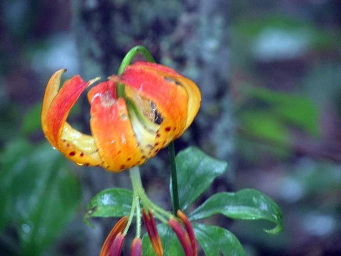 We saw some nice Carolina Lilies!