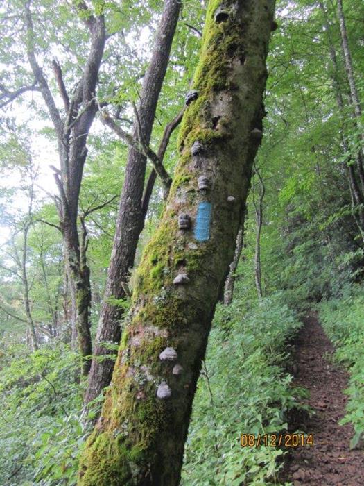 All of the side trails on the A.T. are marked with blue blazes.