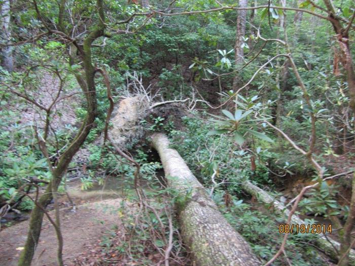 There were quite a few downed trees but the trail has been cleared.