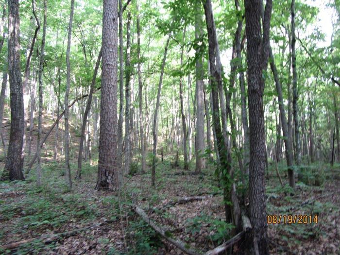 The trail takes you through a beautiful hardwood forest!