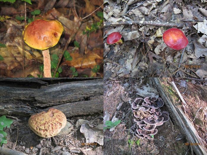 A few of many fungi along the trail!
