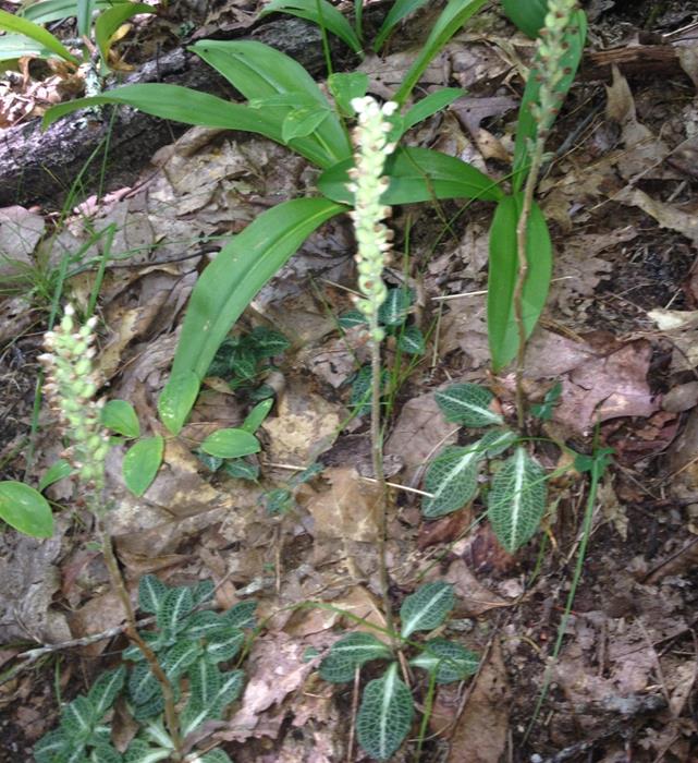 Rattlesnake Plantain / Orchid.