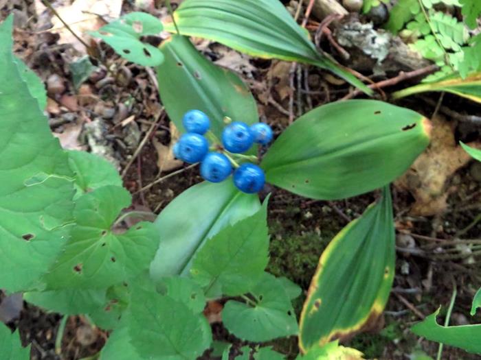 Blue Bead Lily (Clintonia)!