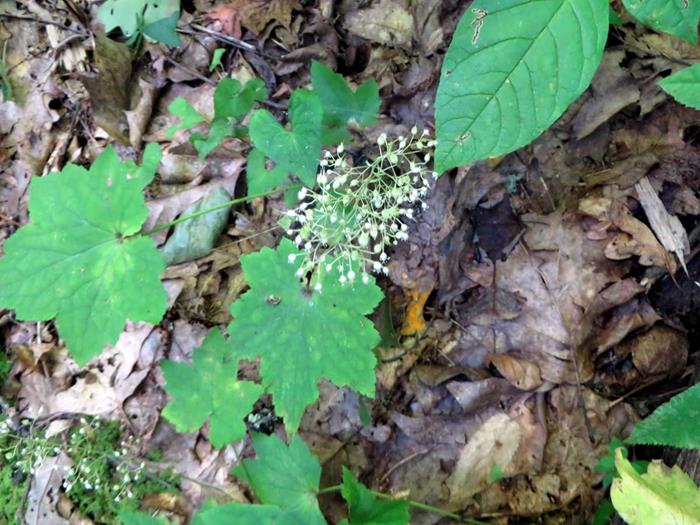 Alum Root (Heuchera)