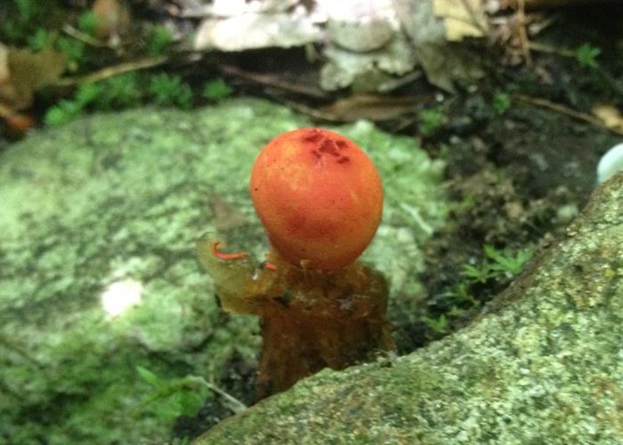 Fungus of the week.