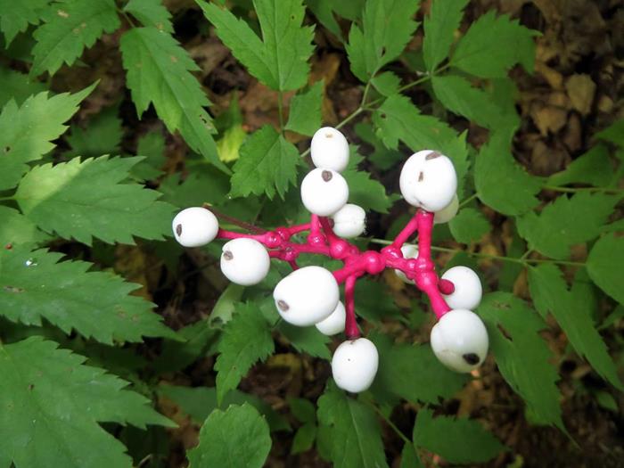 White Baneberry / Doll's Eyes