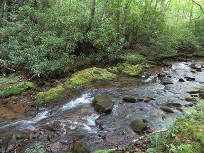 The trail follows along beautiful Kimsey Creek!