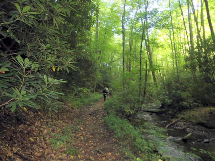 A beautiful lush green trail in the cool air of the NC mountains.