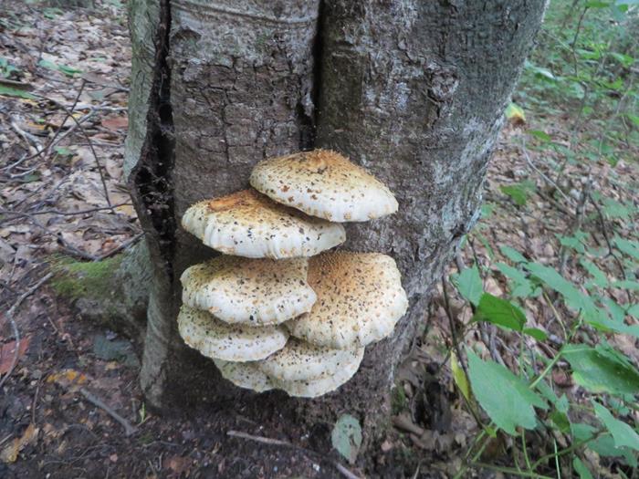 We saw many types of mushrooms.