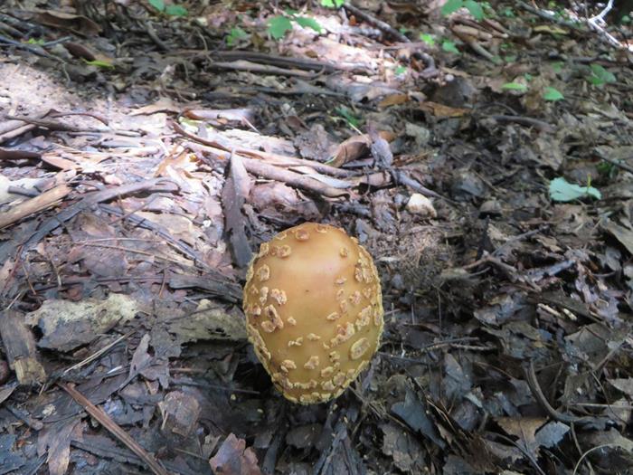 A great day for mushrooms!