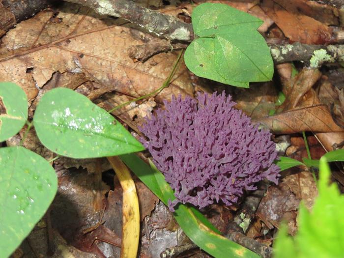 We spotted this nice grape-colored fungus.