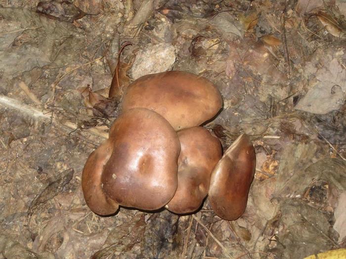 Another great day for mushrooms!