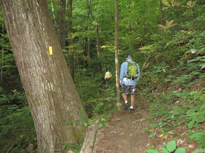 Huge trees in a beautiful lush forest!