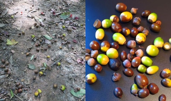 There is an amazing crop of acorns this year!