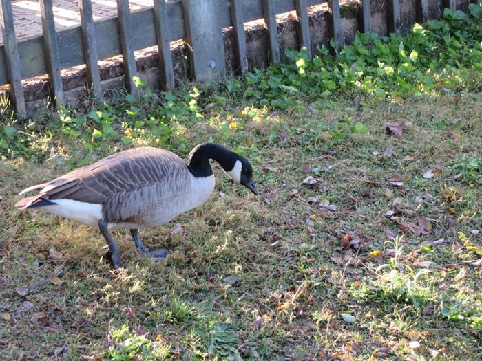 A couple of Canada Geese were looking for handouts.