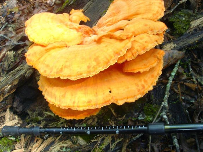 A large edible mushroom called Chicken of the Woods.