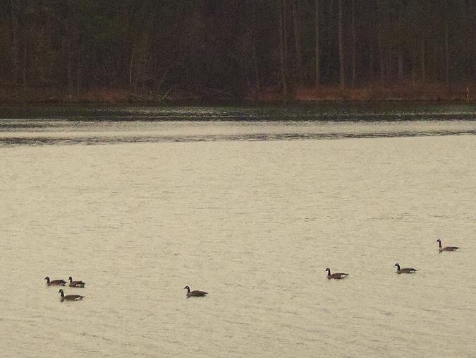 A nice group of Canada Geese.