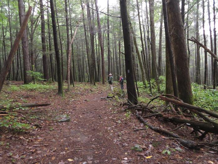 Walking through tall timber!