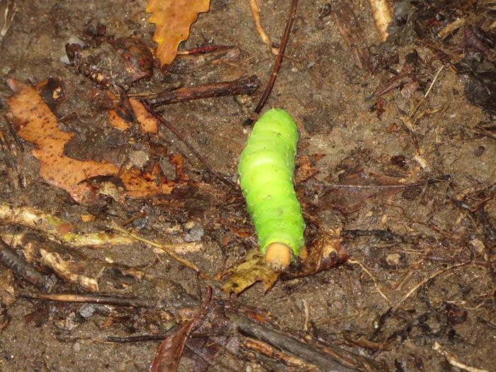 Sharing the trail with a large green caterpillar!