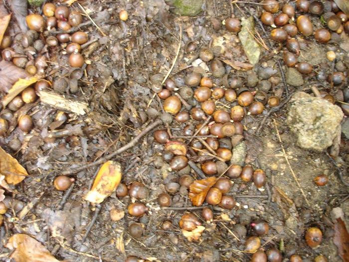 We continue to see large numbers of acorns this Fall.