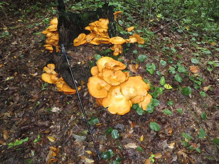 Probably the largest group of mushrooms that we have come across!