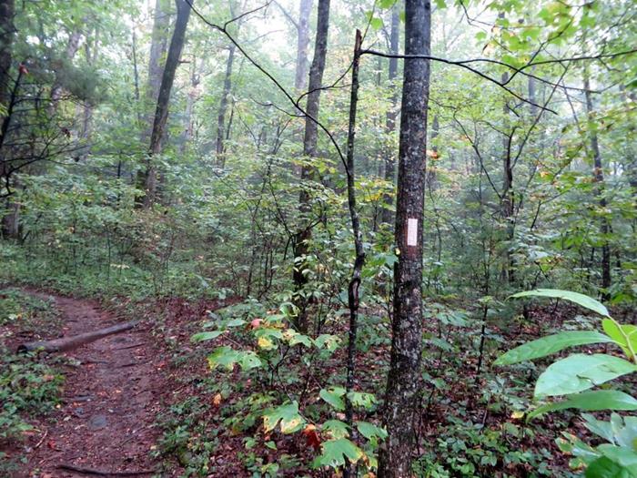 After a strenuous uphill hike, we arrive at the Appalachian Trail at Miller Gap.