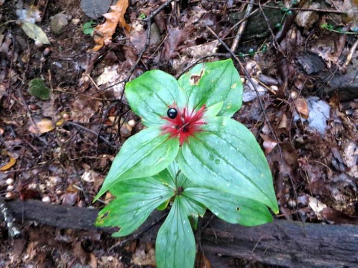 Indian Cucumber Root