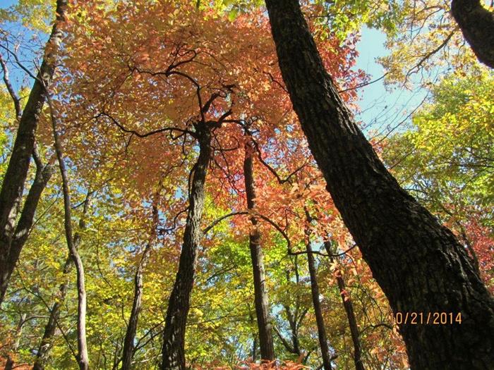 Great to see some beautiful foliage!