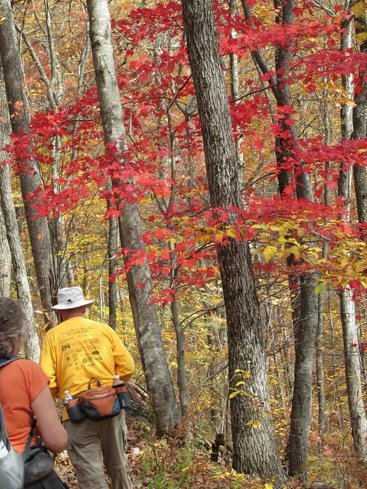 More Fall colors as we hike back to Winding Stair Gap.