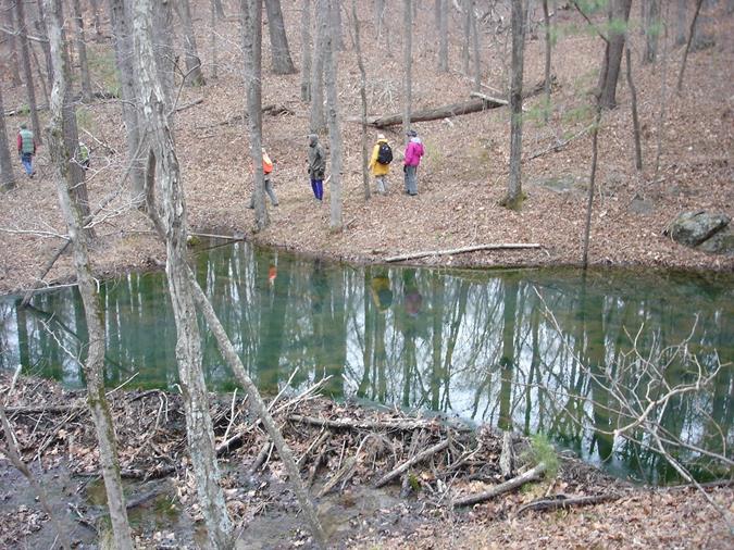 A nice sized beaver dam.