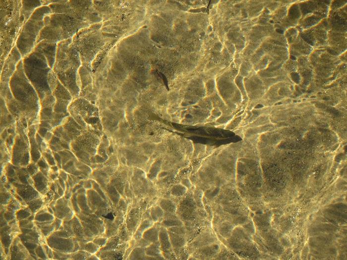 Looking down from the bridge we see trout!