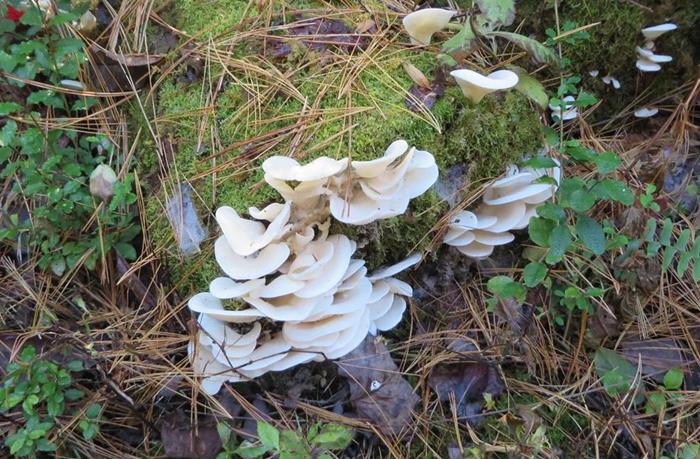 We saw many patches of white mushrooms.