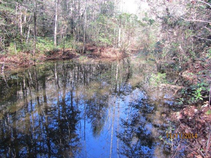 The creek has turned into a small lake due to beaver activity!