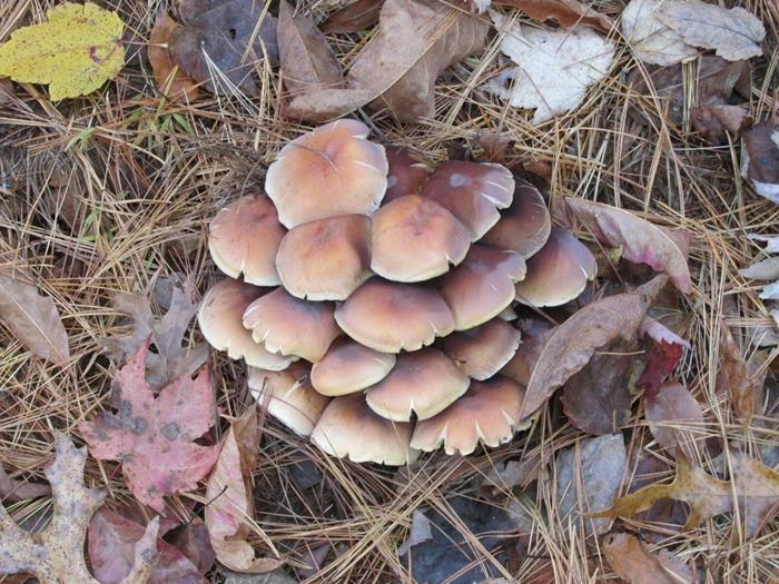 Another nice group of mushrooms!