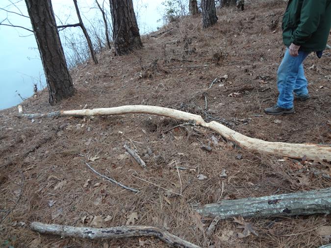 Lots of beaver activity along the trail.
