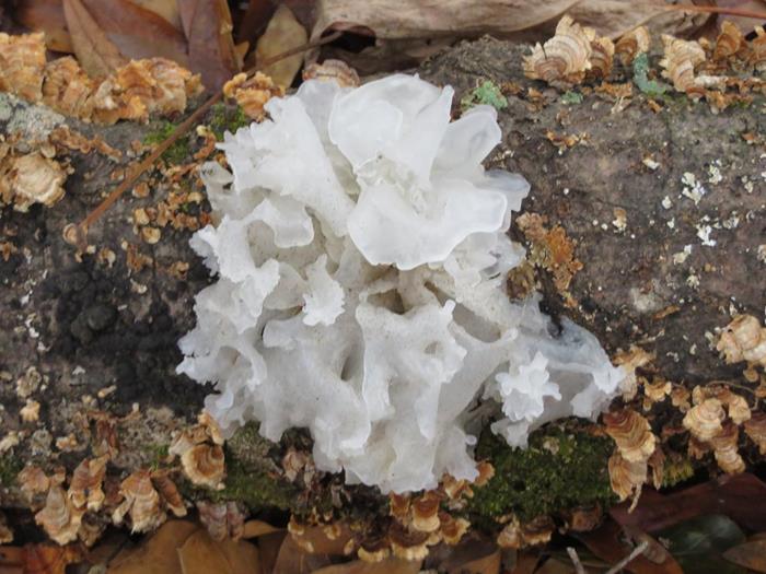 Most of the wildflowers are gone for the winter but here is a nice specimen of Snow Fungus / Silver Ear Fungus.