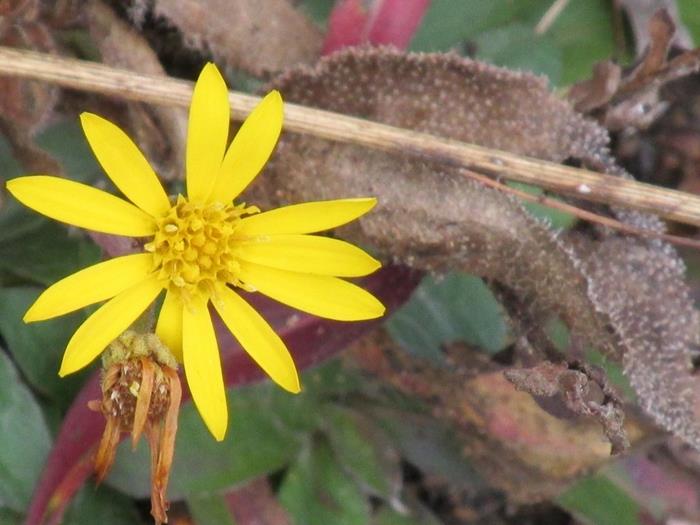 We were surprised to find a few wildflowers today! Golden Aster