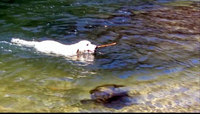 Trail dog "Angus" playing fetch in the river!