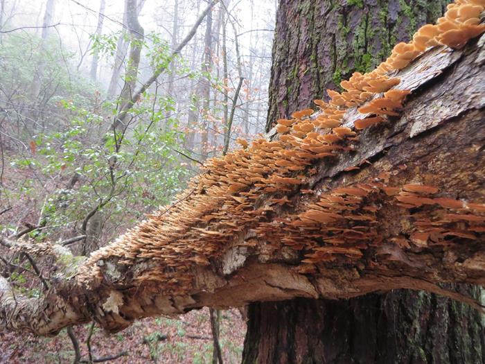 Fungus of the Week!